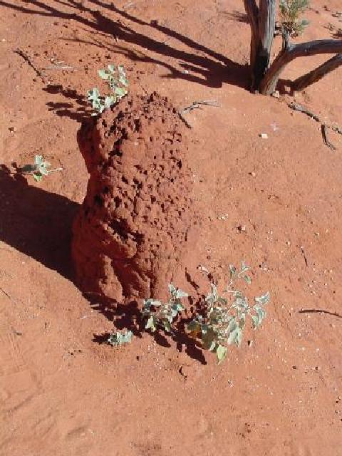 Termite nest