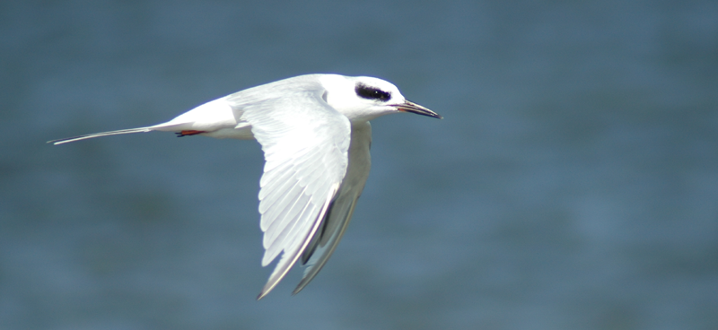 tern