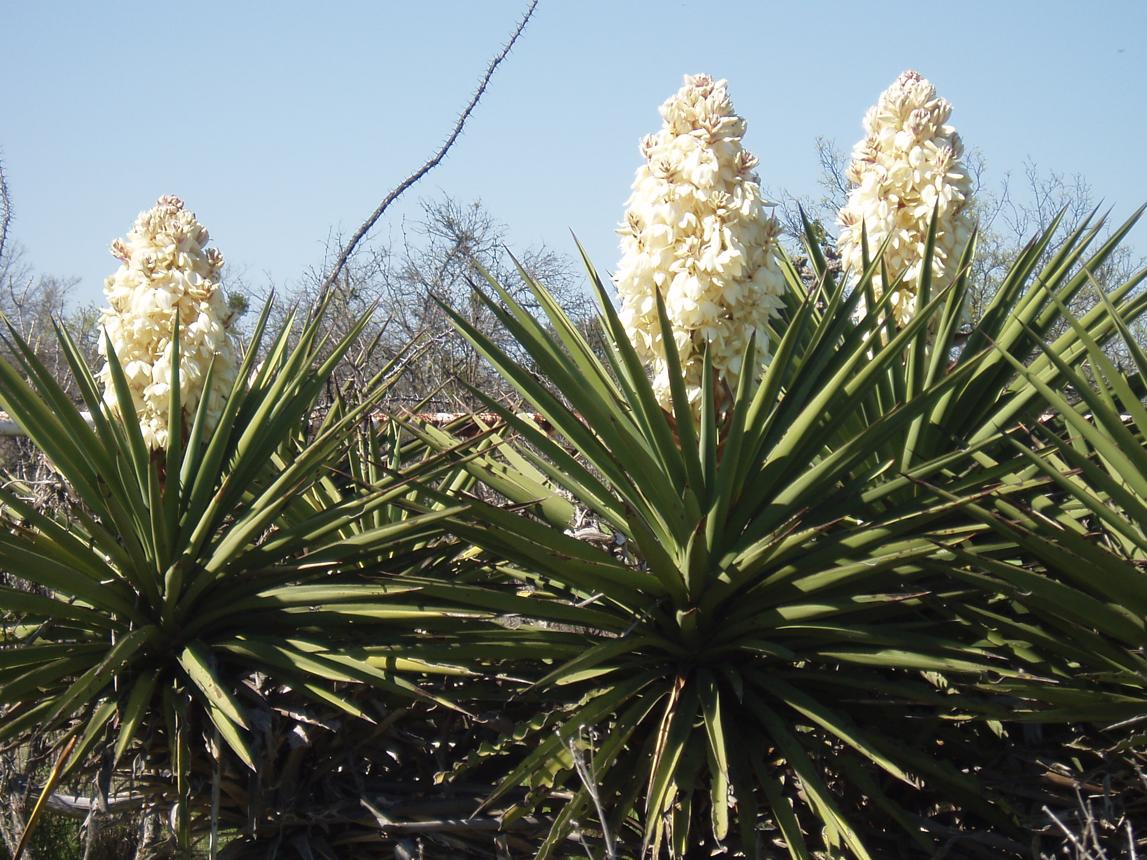 Texas yucca plant in blossom