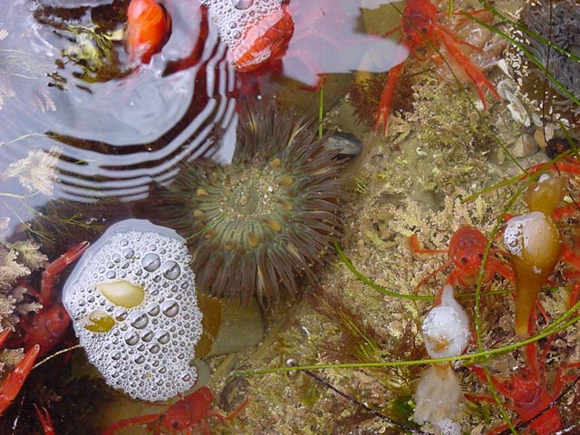 tidepool2.jpg