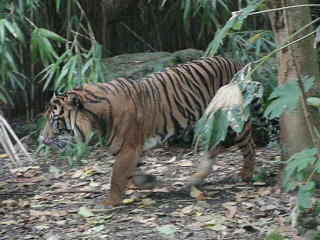 tiger.jpg - Bengal tiger