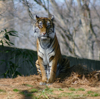 Tiger at the National Zoo