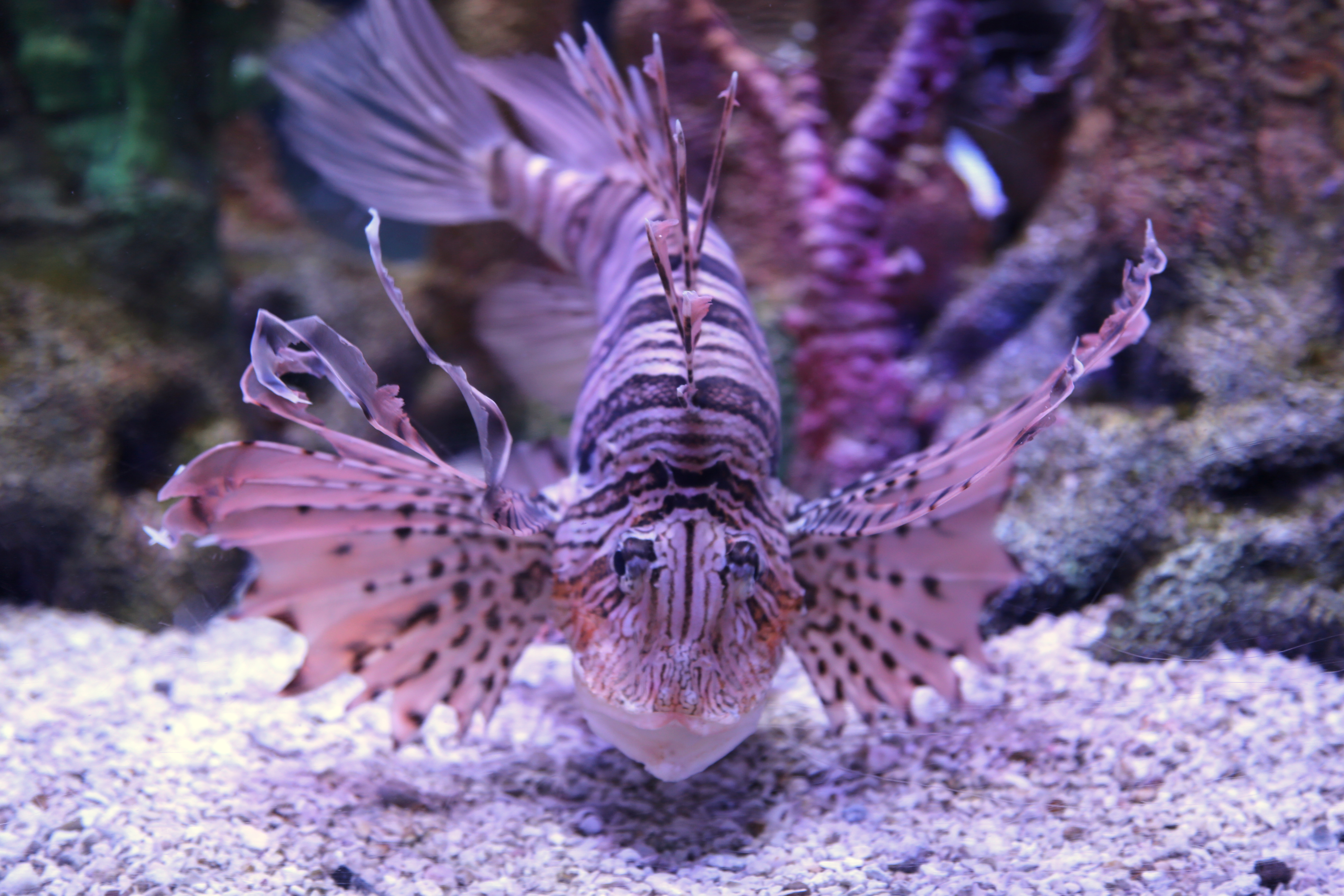 Tiger Color Fish