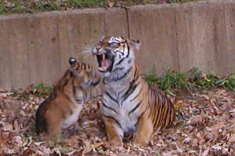 tiger mom and cub