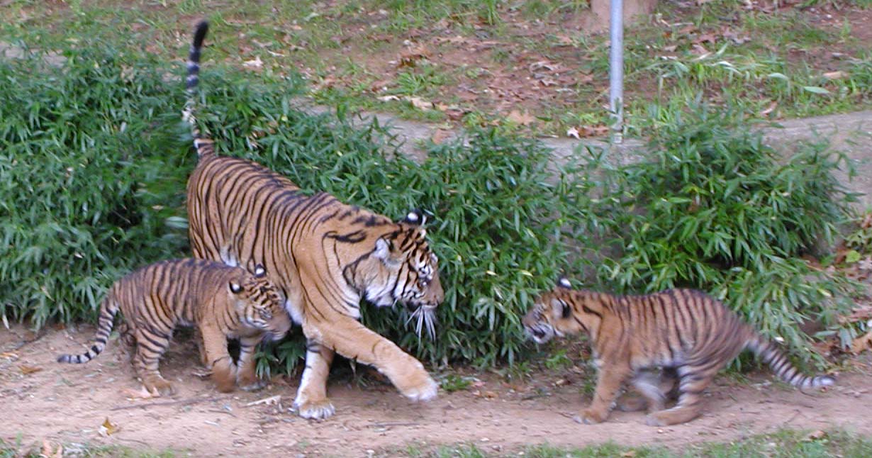 tiger mom and cubs