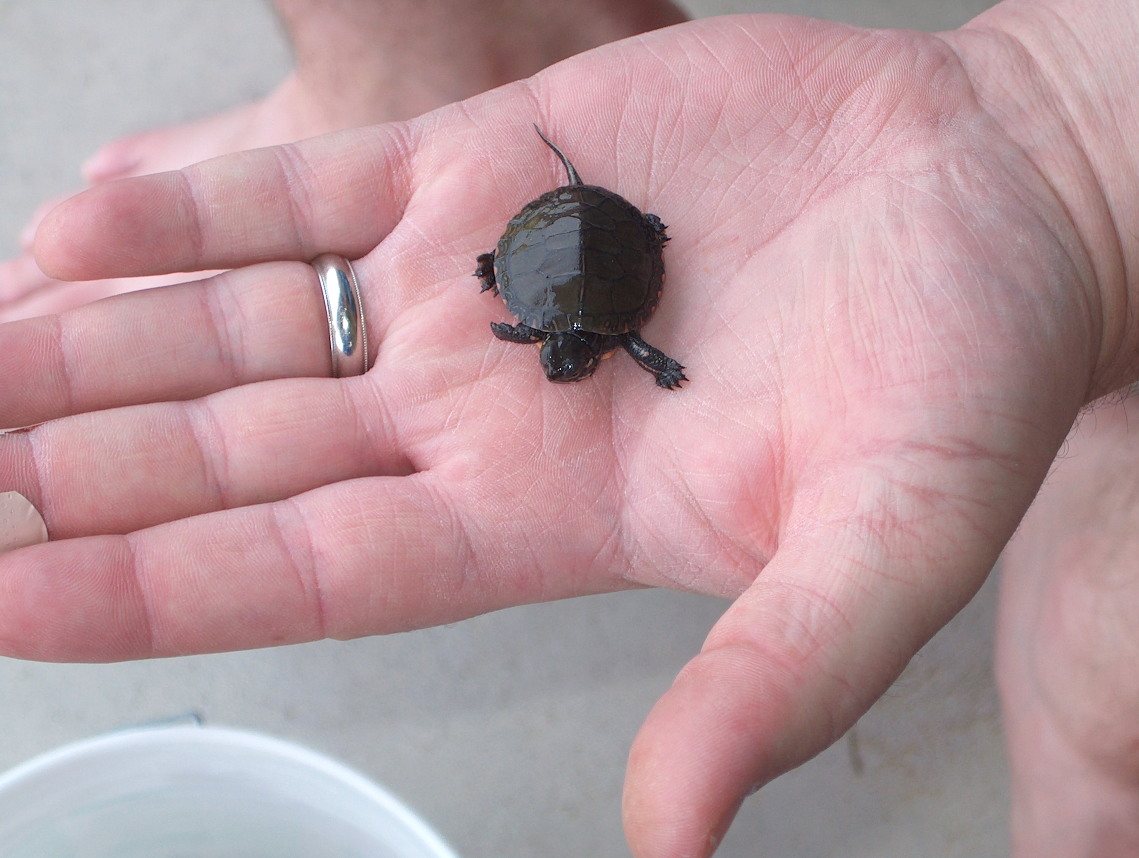 a newly-hatched box turtle