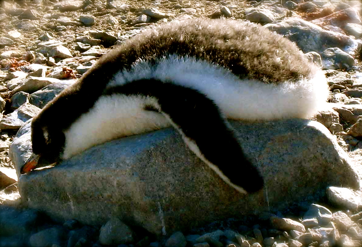 Tired Penguin