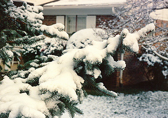 Fresh snow on tree branches and house in Tennessee.