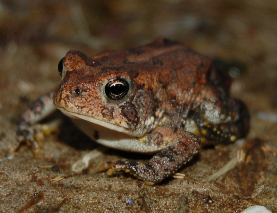 small toad