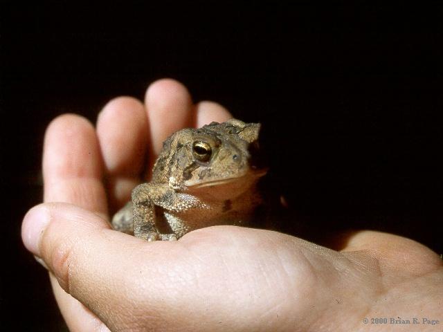 A toad in the hand is worth two in the ....