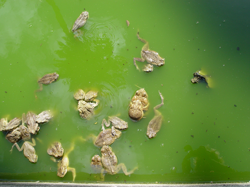 toads in a pond