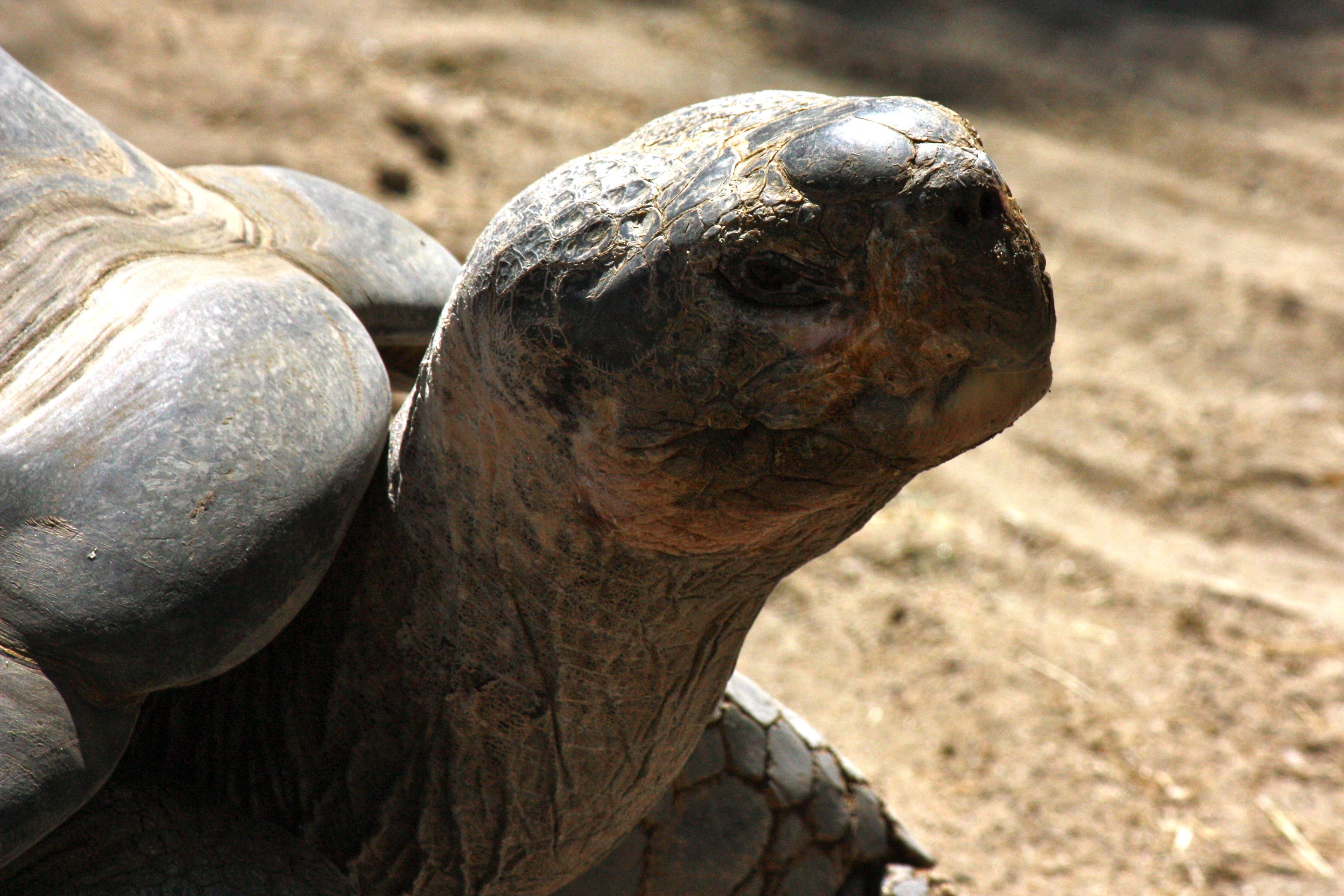tortoise31.jpg
