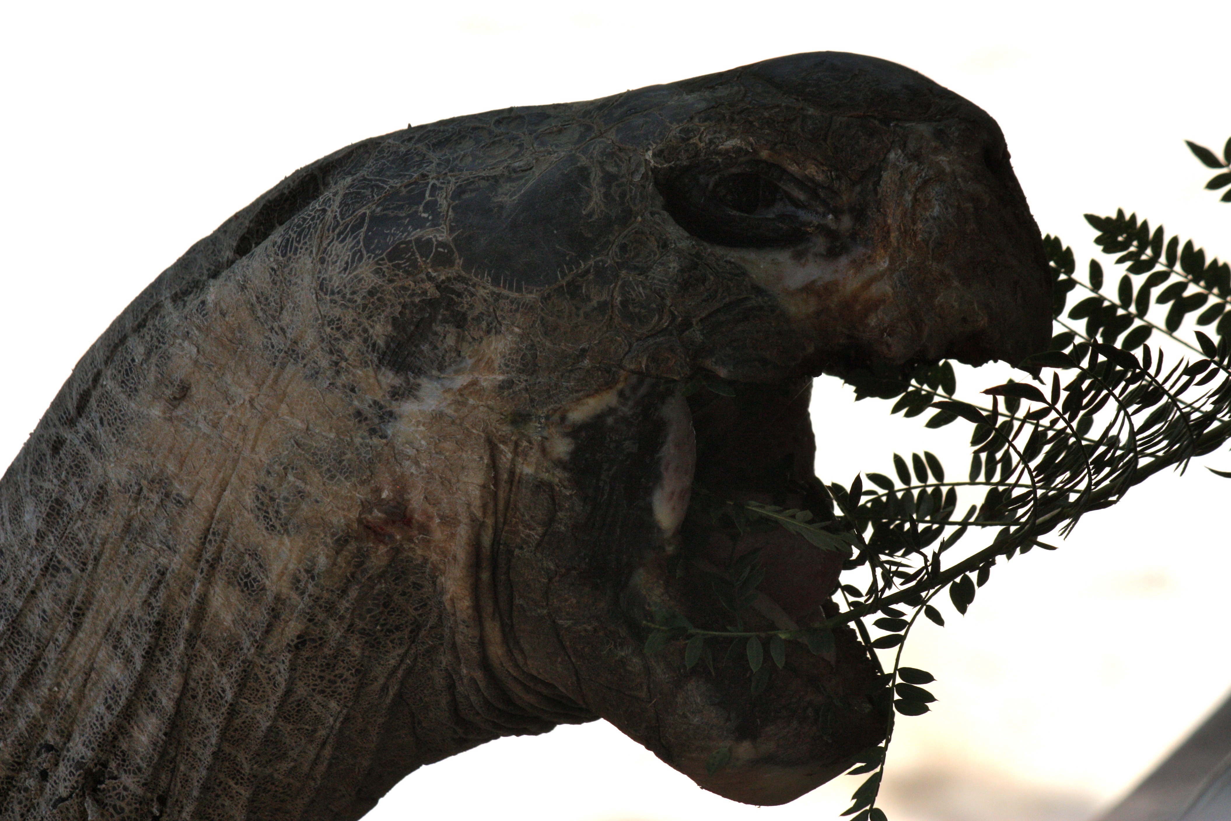 Giant Tortoise Takes a Bite