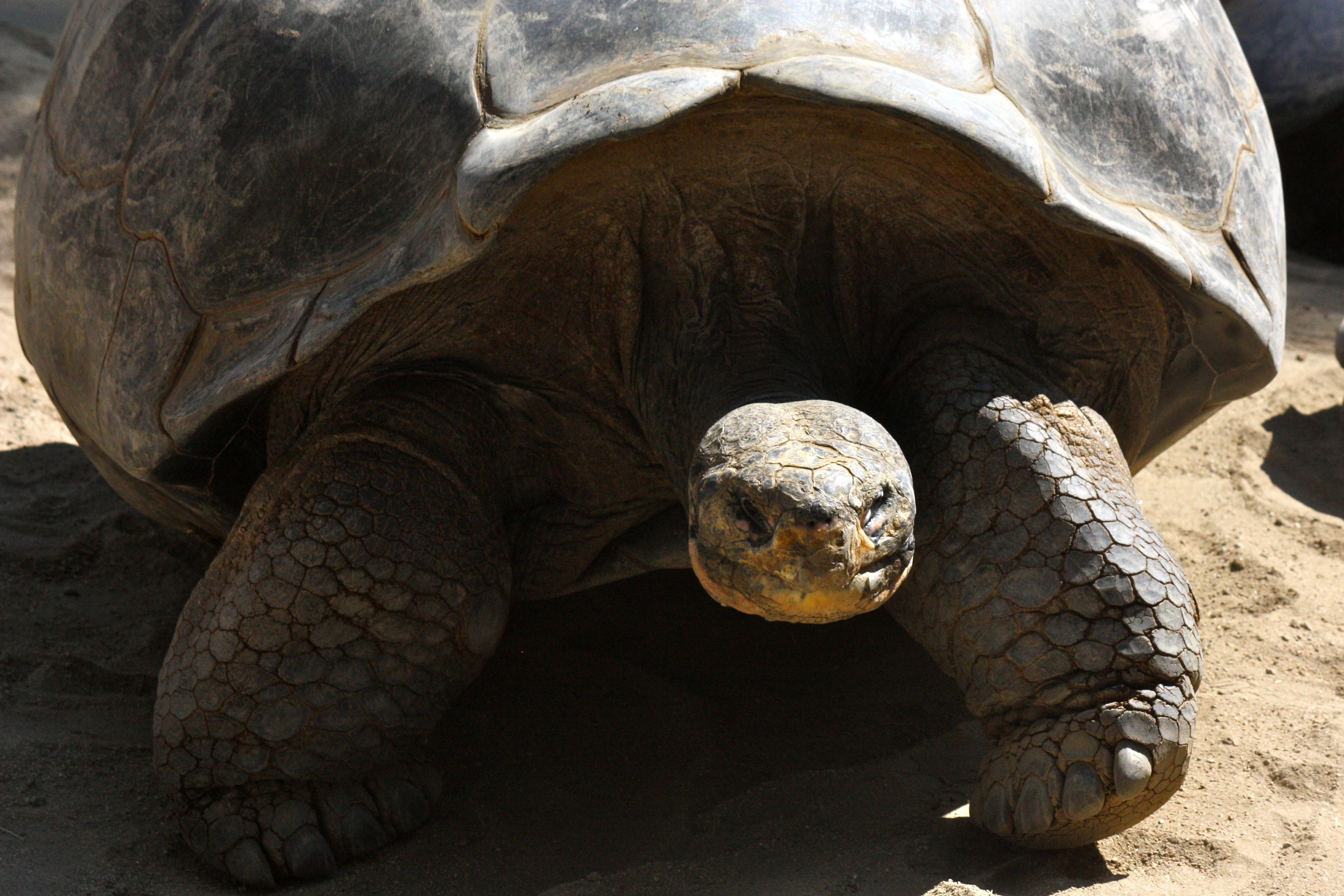 Galapagos Tortoise