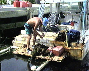 Tarpon Springs sponge fisherman