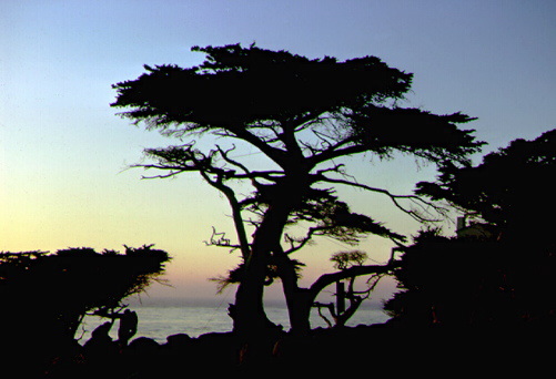 California Coast near Monterey, California