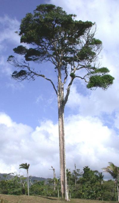 tree1234567.jpg