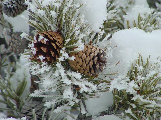 Icy Trees