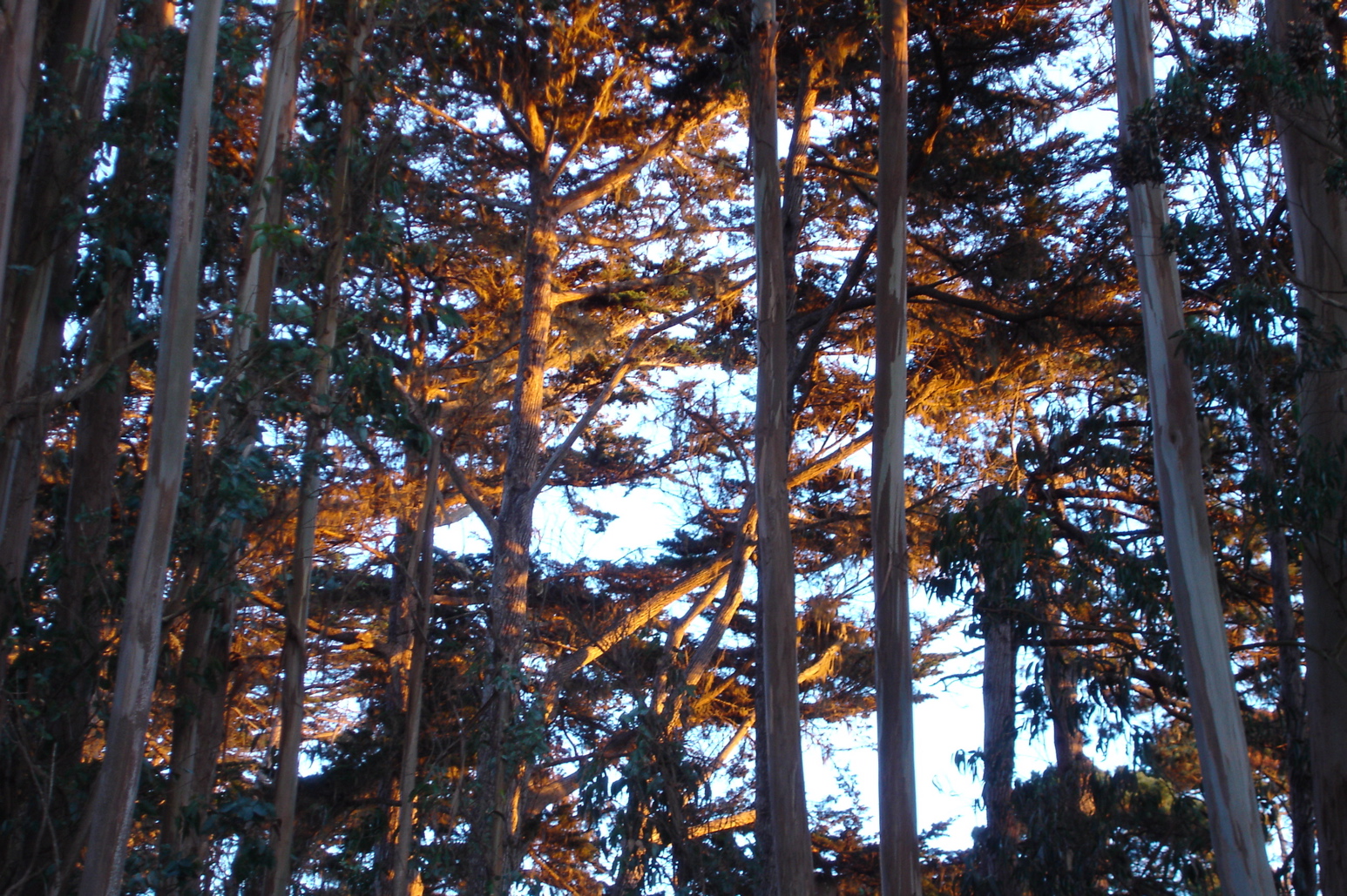 Trees at Sunset