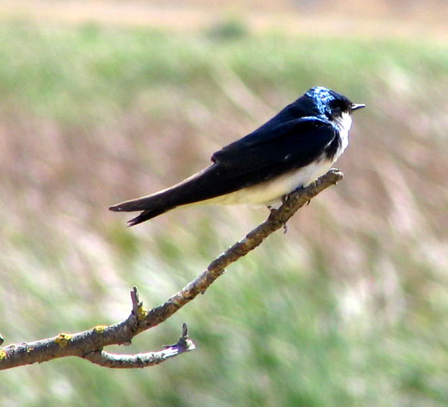 Tree Swallow