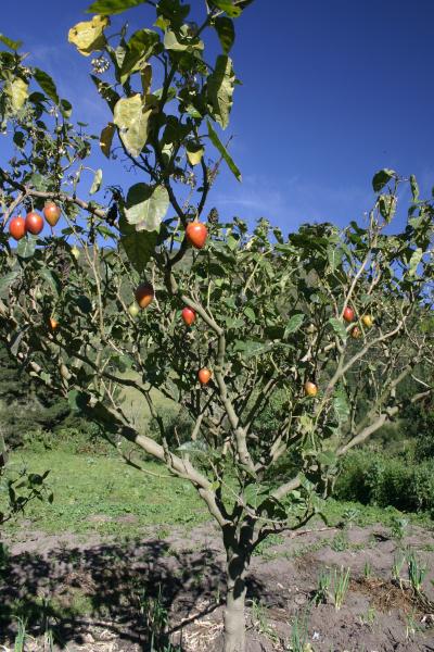 Tree tomatoes