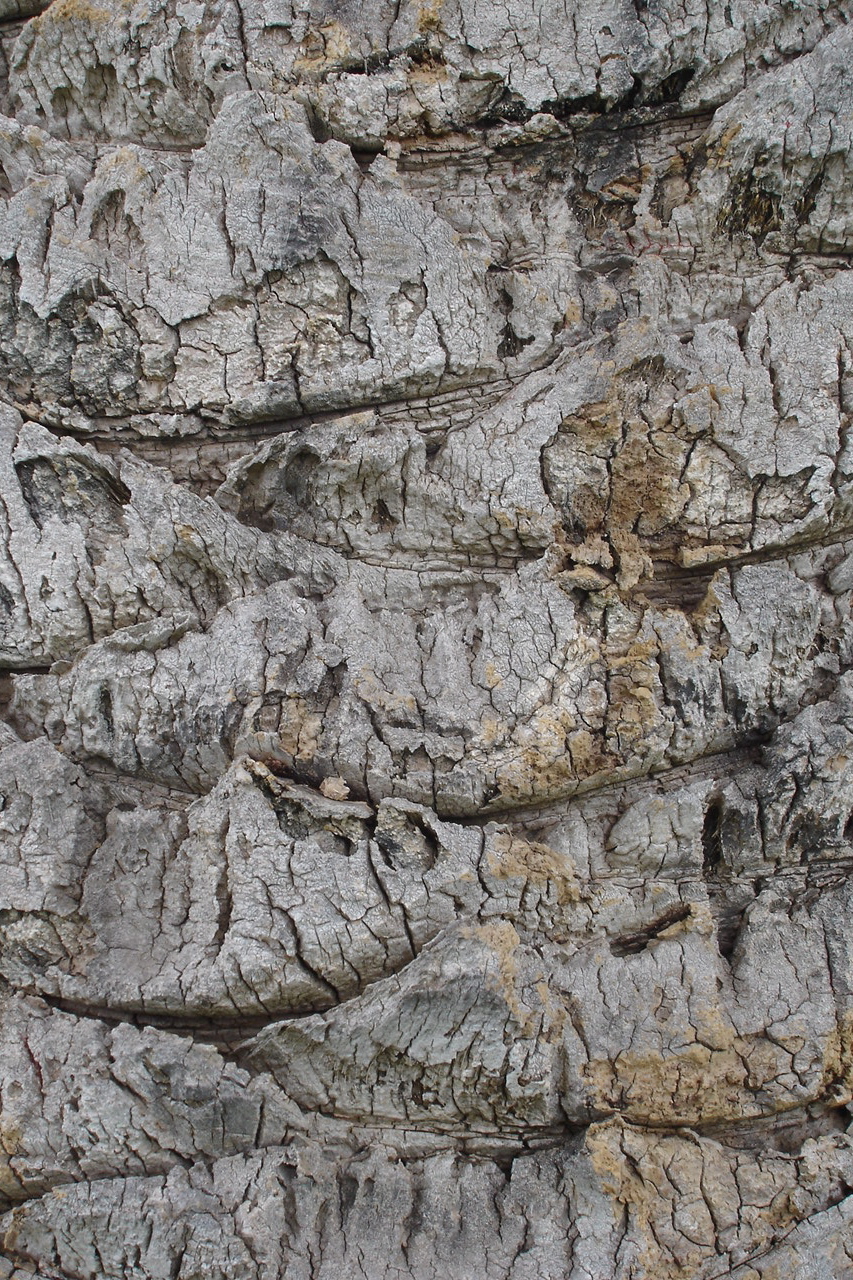 treetrunk13.jpg