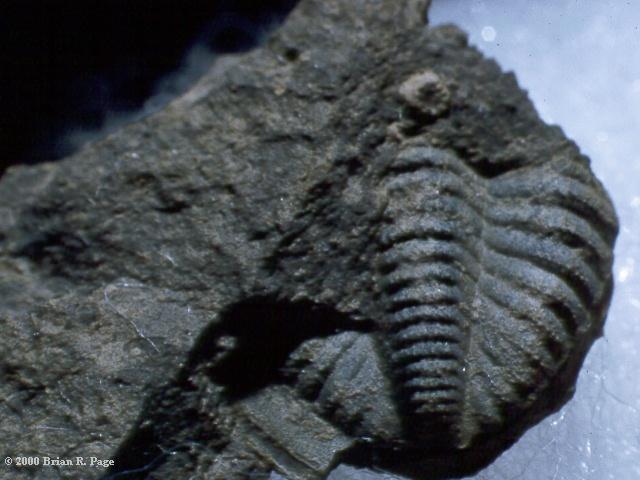 trilobite01.jpg