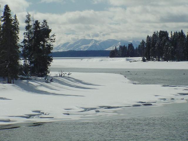 Swans and mountains