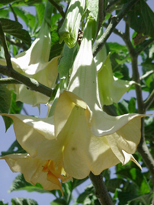 trumpetflower1.jpg