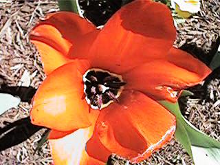 tulips are blooming