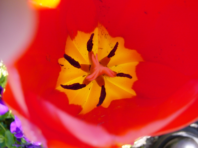 tulipcloseup.jpg