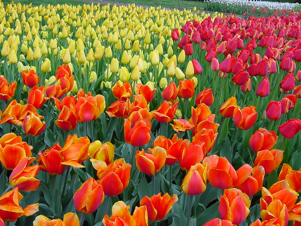 Tulips at Longwood Gardens