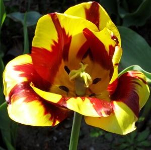 tulipflower.jpg