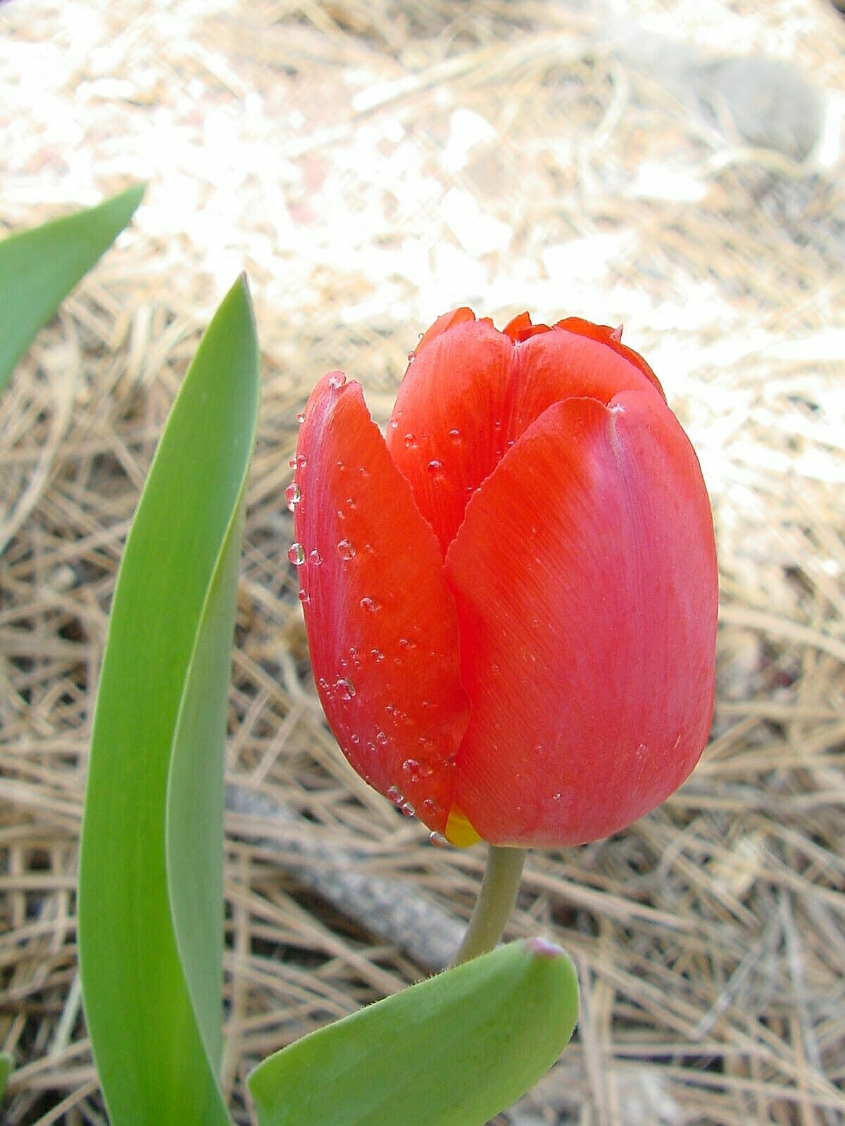 Tulip