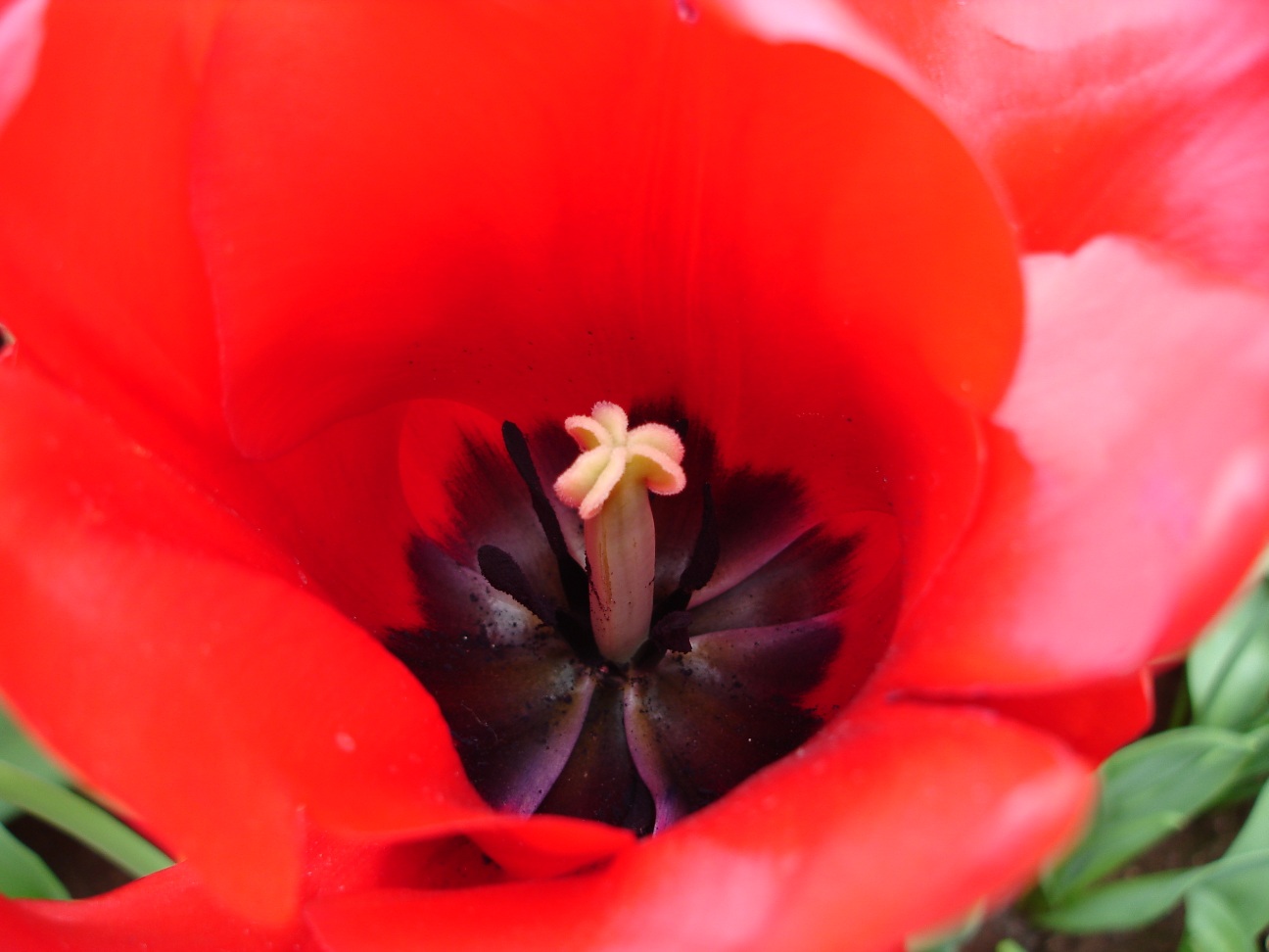 Tulip Close Up