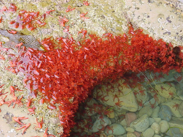 Tide pool teeming with tuna crabs