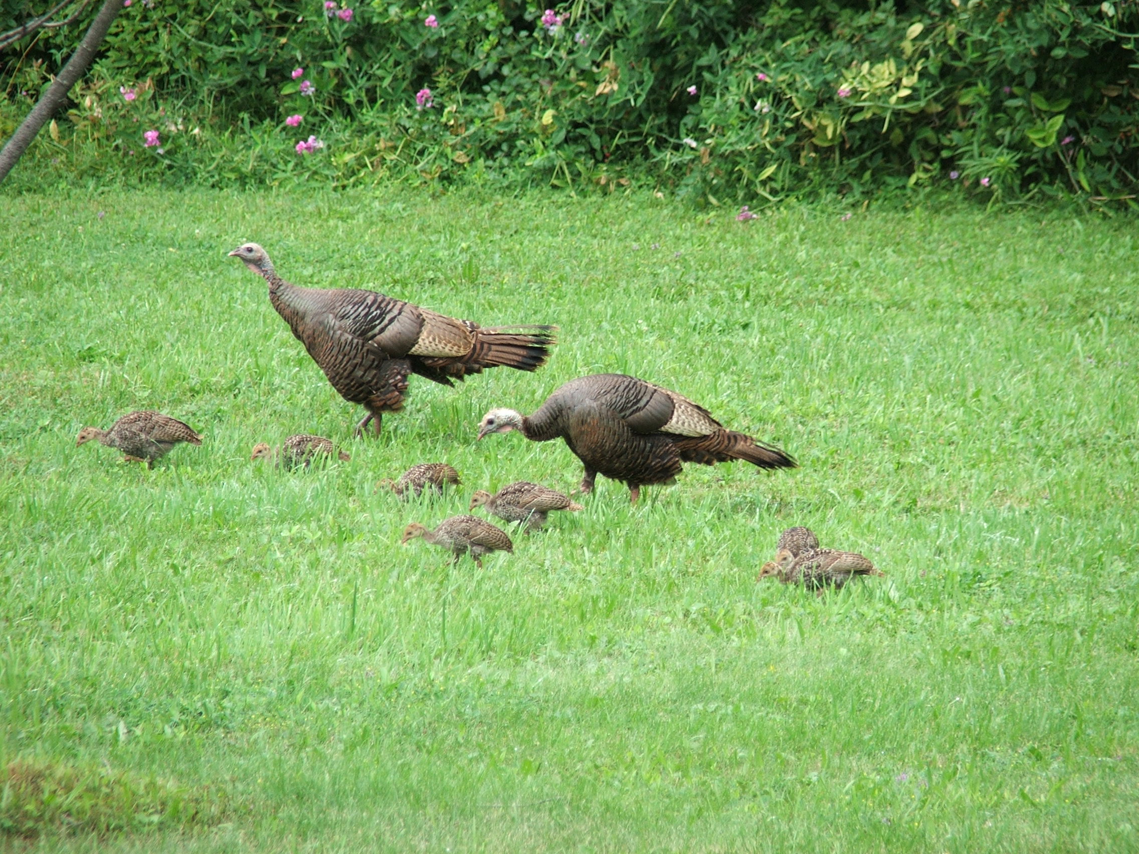 Turkey Family