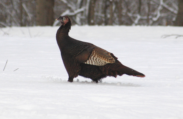 Turkey in the Snow