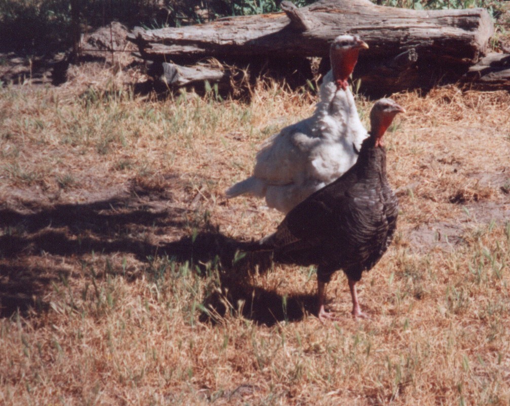 turkeys.jpg