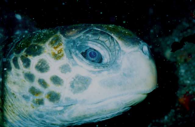 Turtle close-up