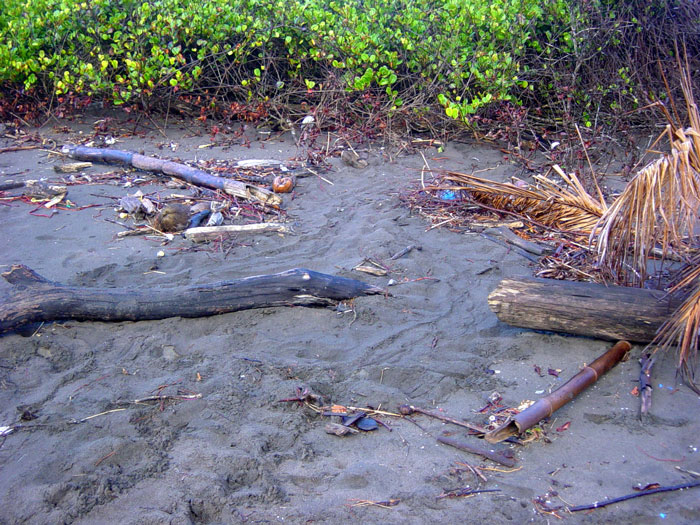 A green sea turtle nest lies underneath the sand. The mother sea turtle camouflages it for protection.