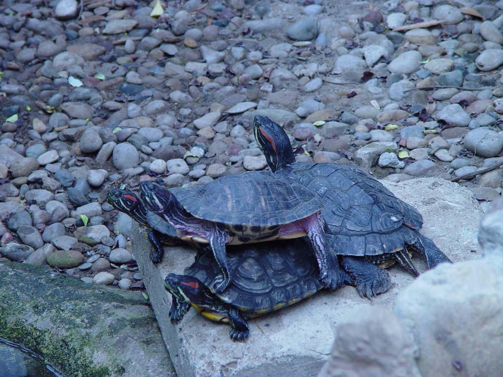 Sunning Turtles