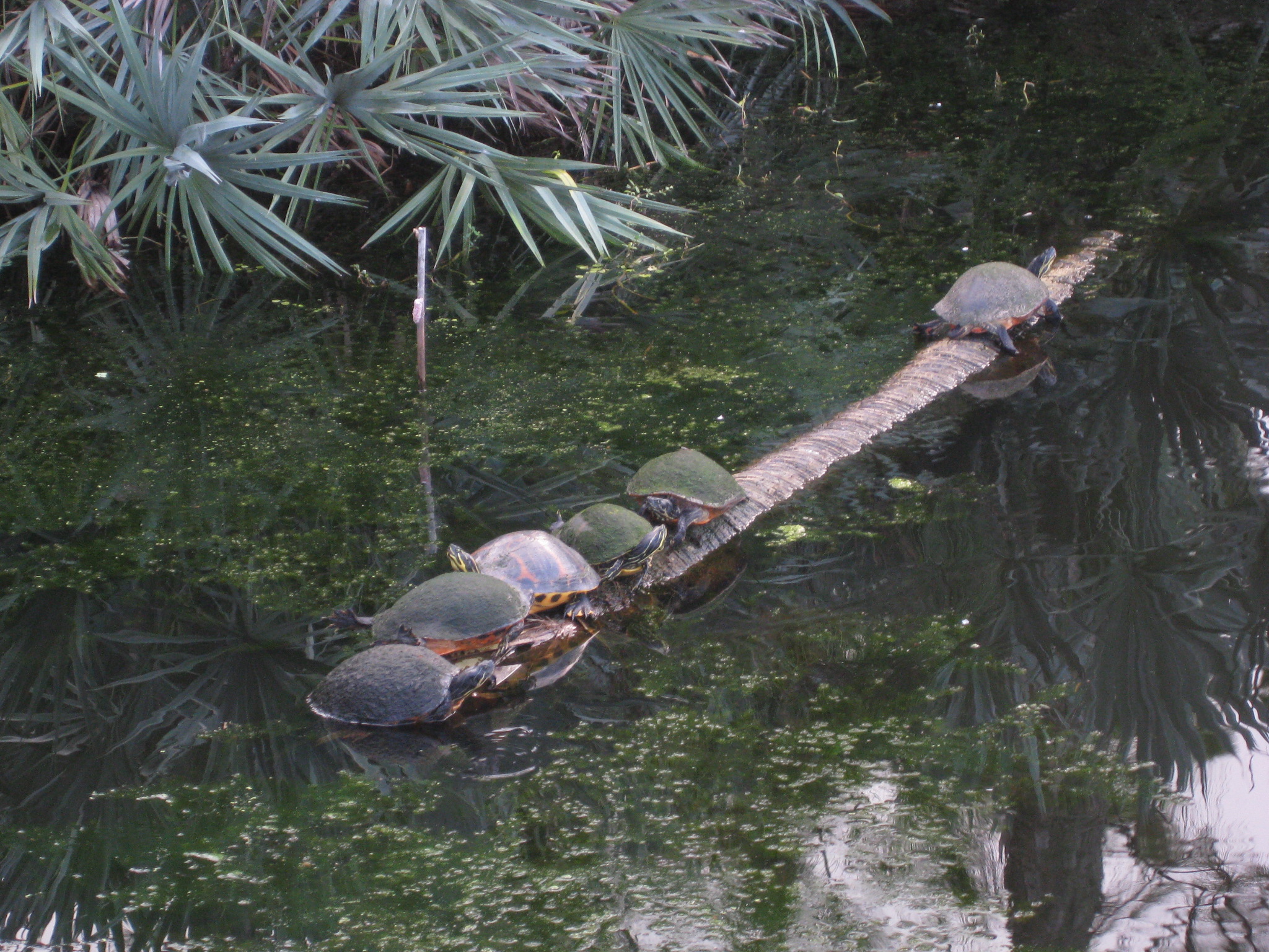 Turtles