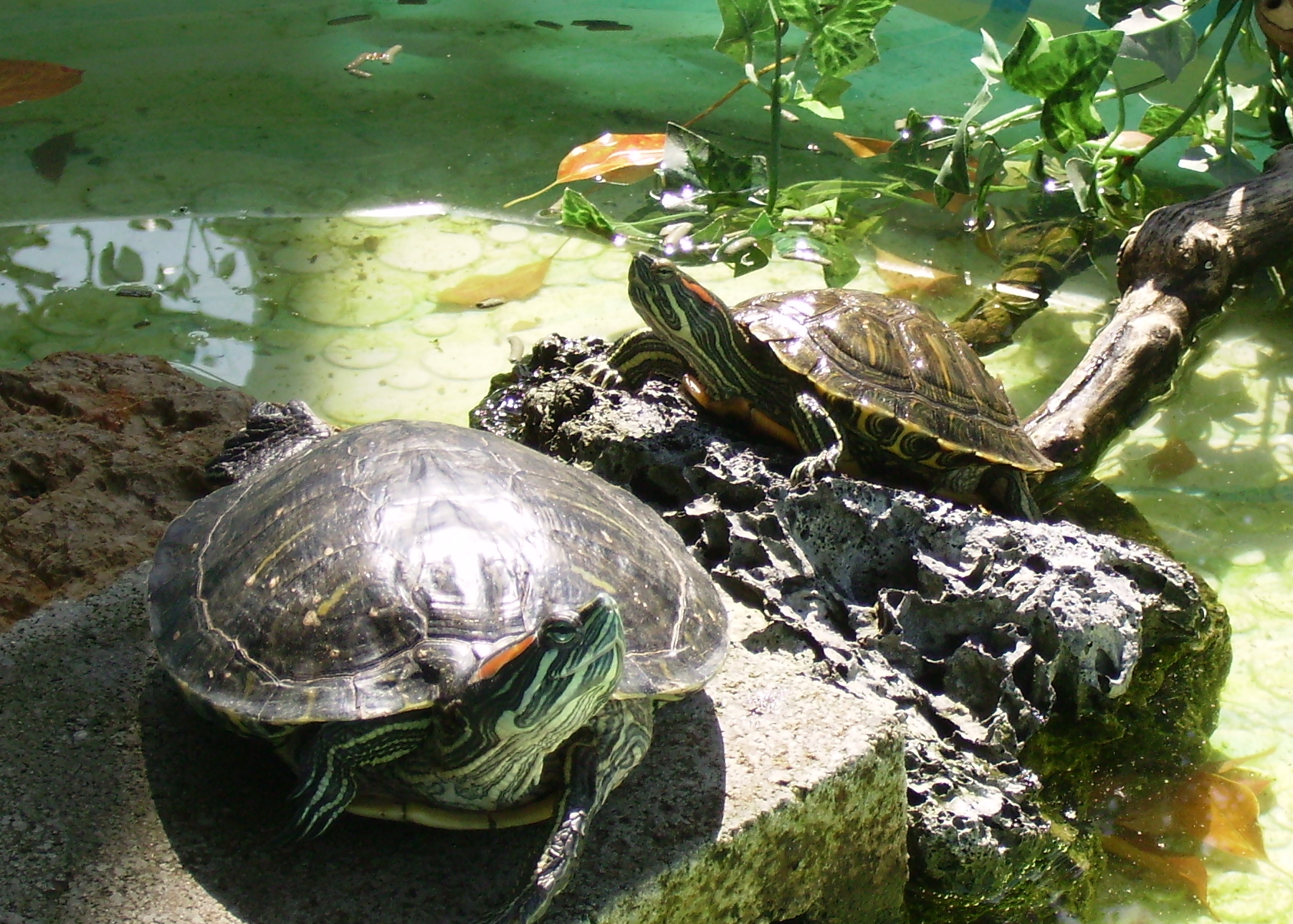 Red Ear Slider Turtles. two of the seven who live in this