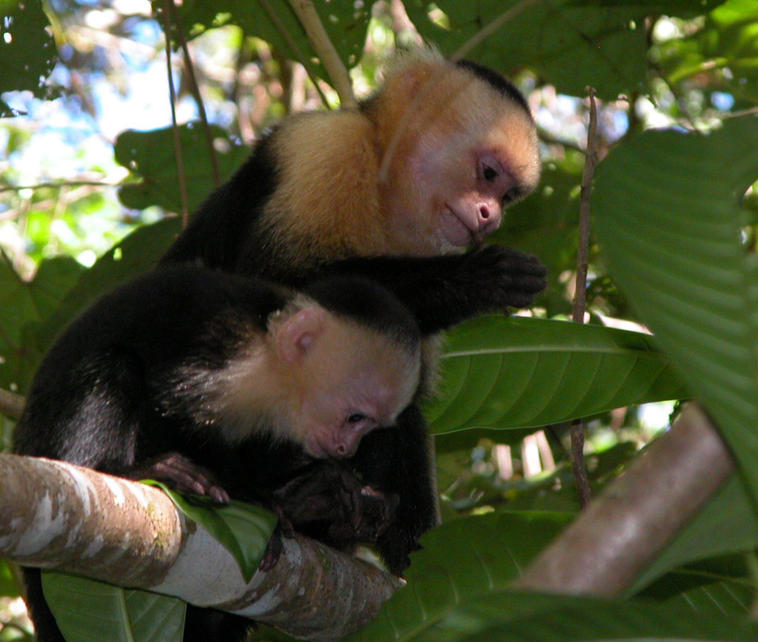 Mother and baby spider monkey