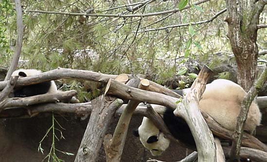 Hua Mei and Mom