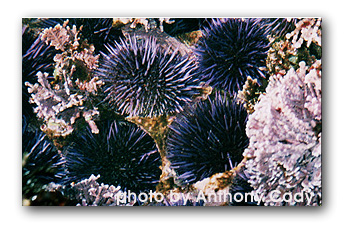 urchins
