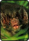 Vampire Bat