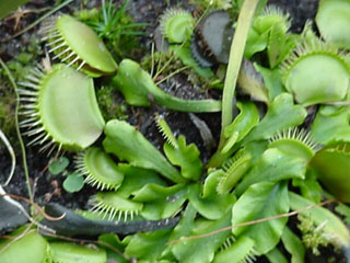 Venus fly trap