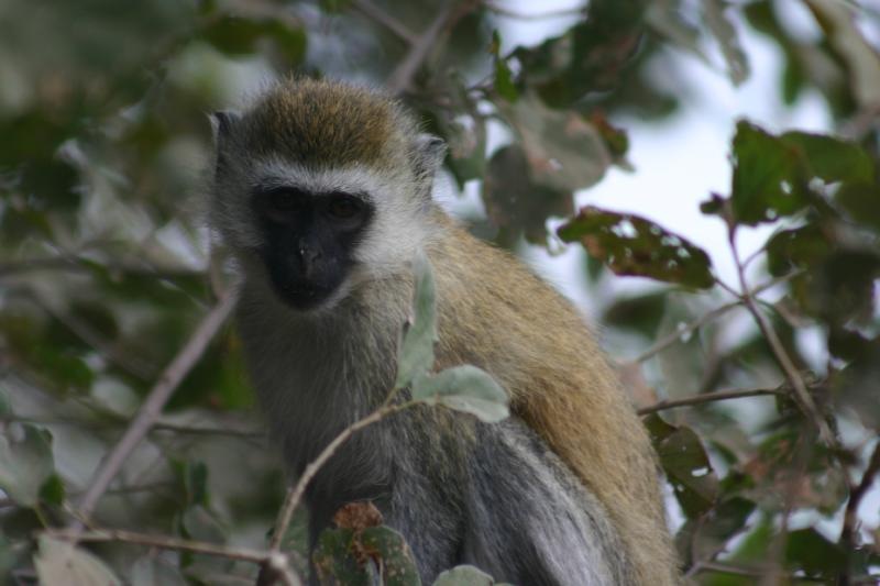 Vervet Monkey